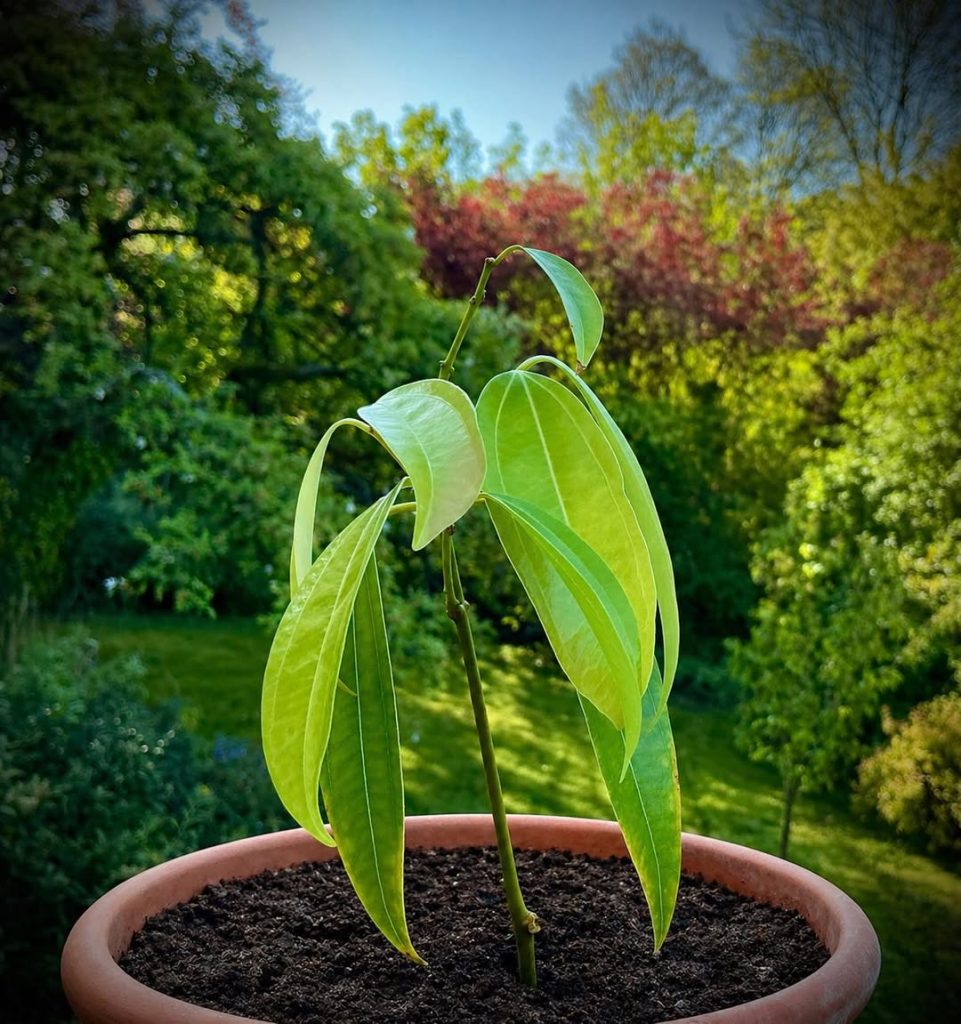 CONCOURS   

Anne bouture tout… mais cette plante, saurez-vous la reconnaître ?…