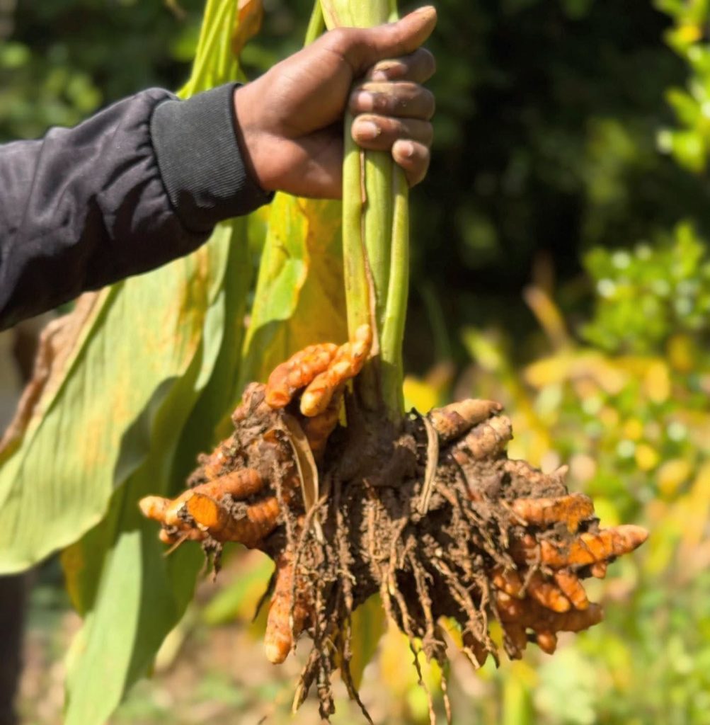Nous arrivons à pic à Anivotano pour le début de récolte du curcuma. Cette régio…
