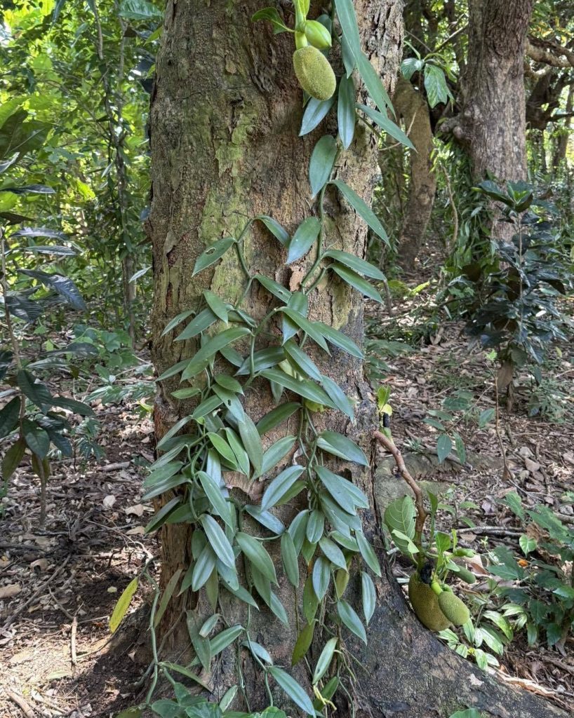 Nous sommes au cœur des plantations de vanille Bourbon.
À Madagascar, rien n’est…
