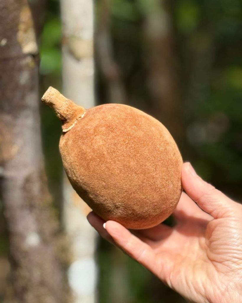 Savez-vous quel est ce fruit – épice ?
Indice : Il pousse sur un arbre emblémati…