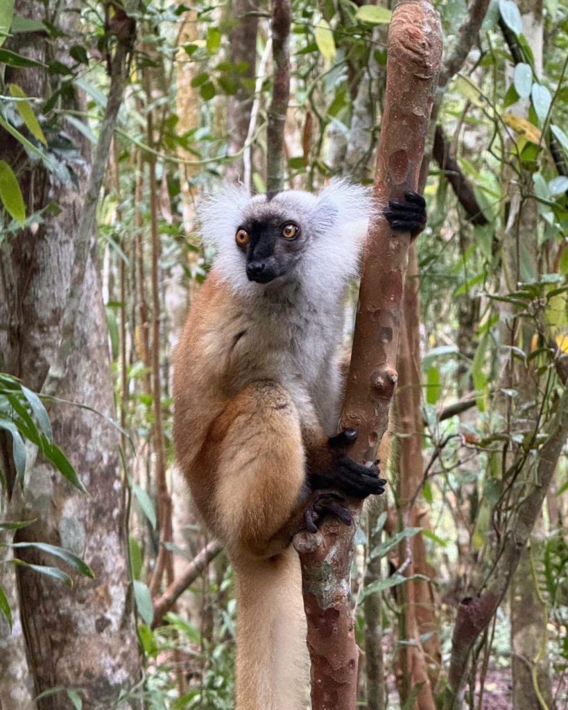Une forêt fragile qui cache un trésor…
À Madagascar, des braconniers détruisent …